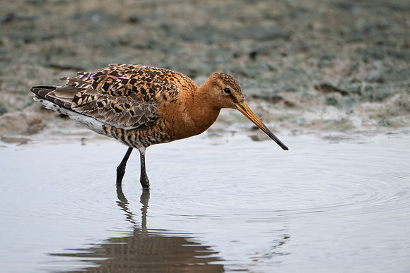 Black-tailed Godwit 020724-4