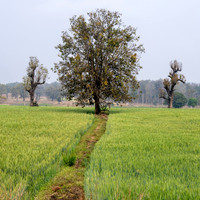 Rural Farming Village -3
