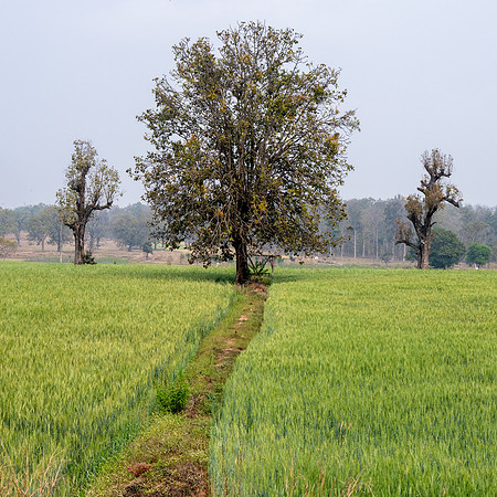 Rural Farming Village -3