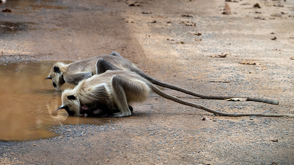Langur Monkeys -4