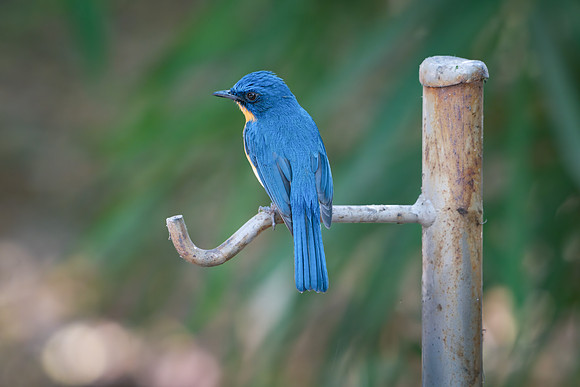 Tickell's Blue Flycatcher