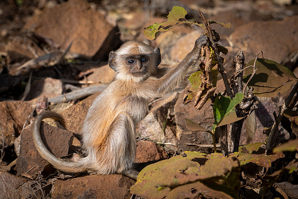 Langur Monkeys -3
