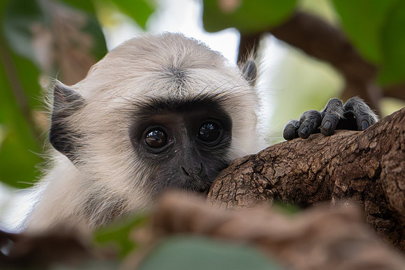 Langur Monkeys -2