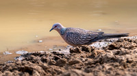 Spotted Dove