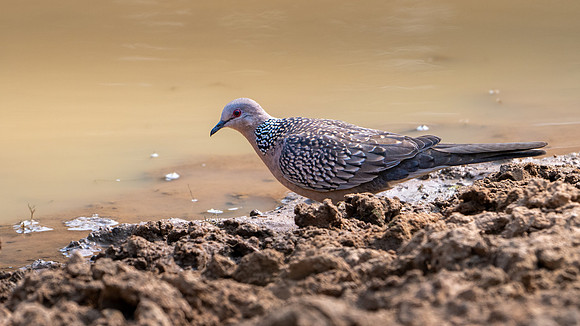 Spotted Dove