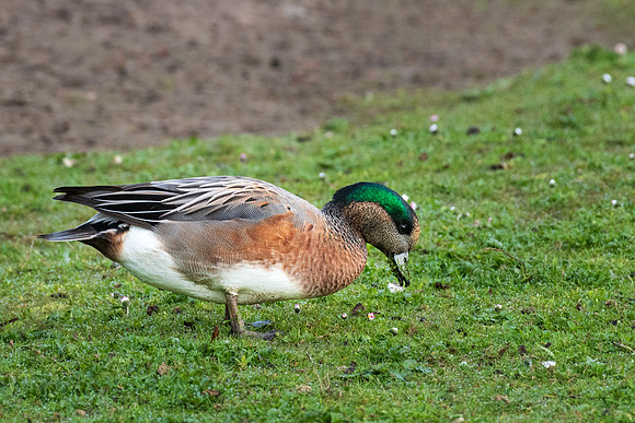 Wigeon -050422-1