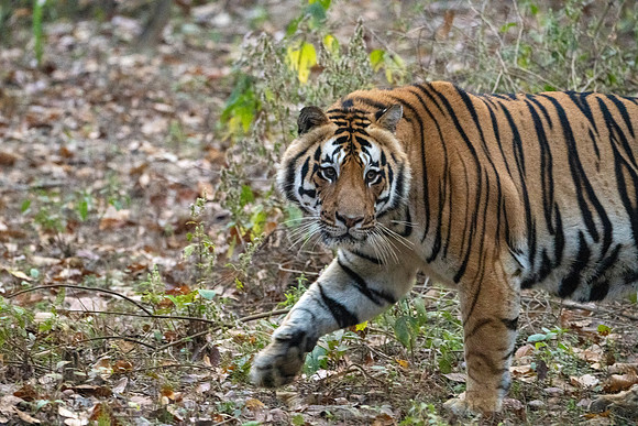 Tiger -1