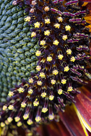 Hampton Court Gardens - 6