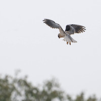 Black-winged Kite