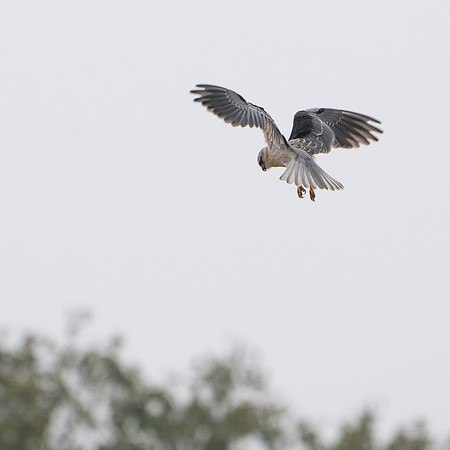 Black-winged Kite