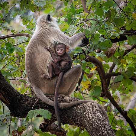 Langur Monkeys -10