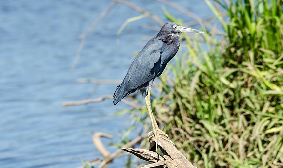 Little Blue Heron