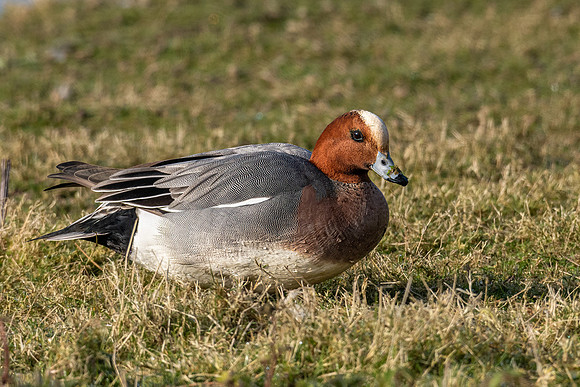 Wigeon 220322 -1
