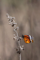 Plain Tiger Butterfly