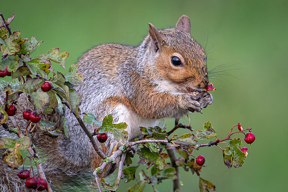 Grey Squirrel 081024-2