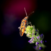 Cinnamon Bug 060825