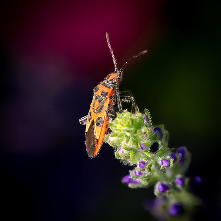 Cinnamon Bug 060825