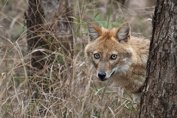 Golden Jackall -4
