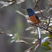 White-rumped Sharma