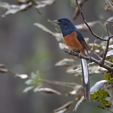 White-rumped Sharma