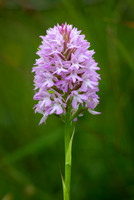 Pyramidal Orchid 010724-2