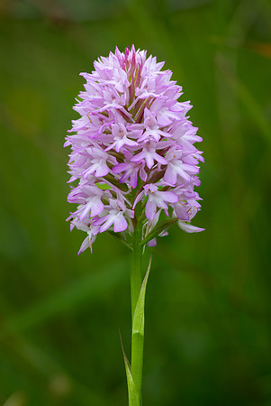 Pyramidal Orchid 010724-2