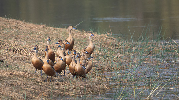 Lesser Whistling Ducks -1