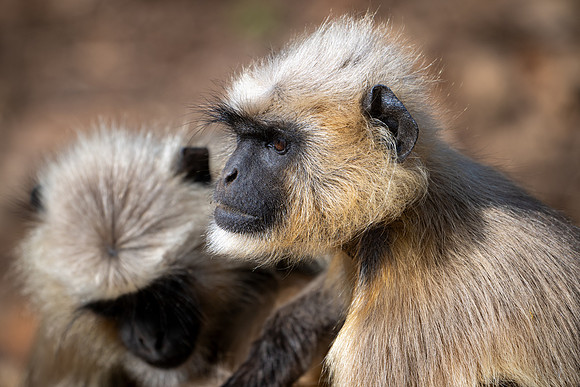 Langur Monkeys -6