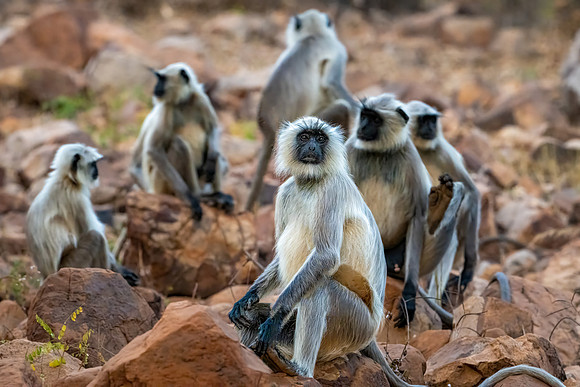 Langur Monkeys -2