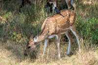 Spotted Deer ♀