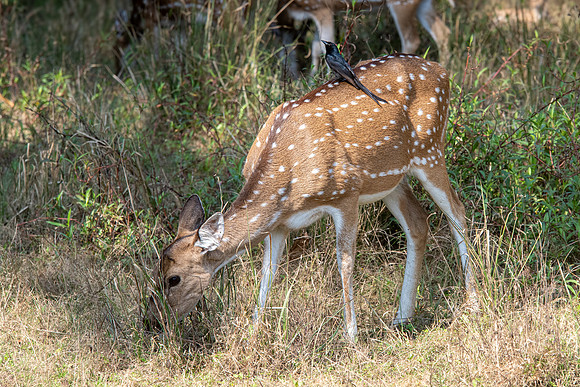Spotted Deer ♀