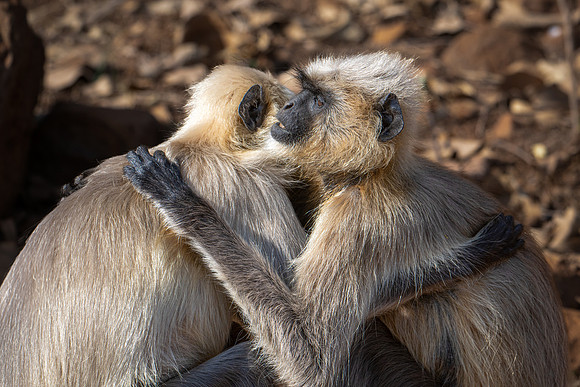 Langur Monkeys -7