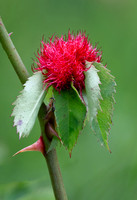 Mossy Rose Gall 010724