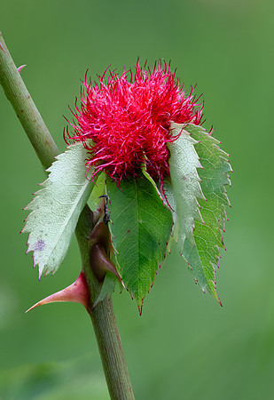 Mossy Rose Gall 010724