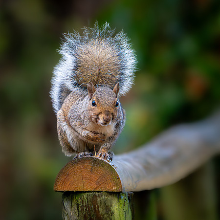 Grey Squirrel 081024-3