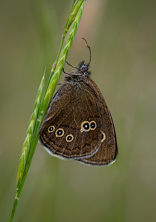Ringlet 010724 -1