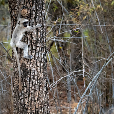 Langur Monkeys -8