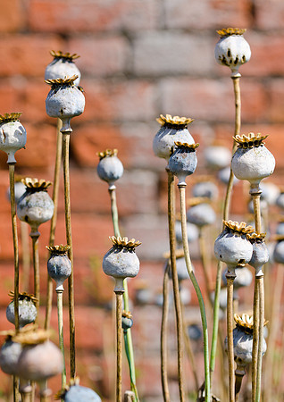 Hampton Court Gardens - 37