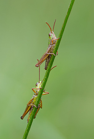 Meadow Grasshopper 010724-2