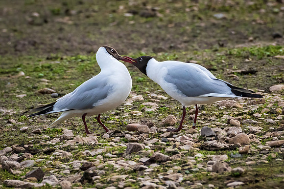 Black-headed Gulls Courting-050422