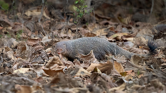 Mongoose -1