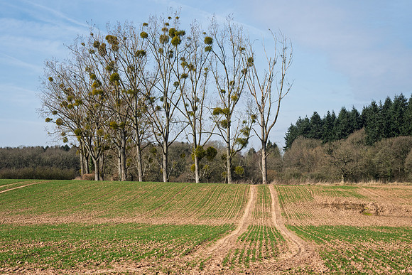 Kempley-15