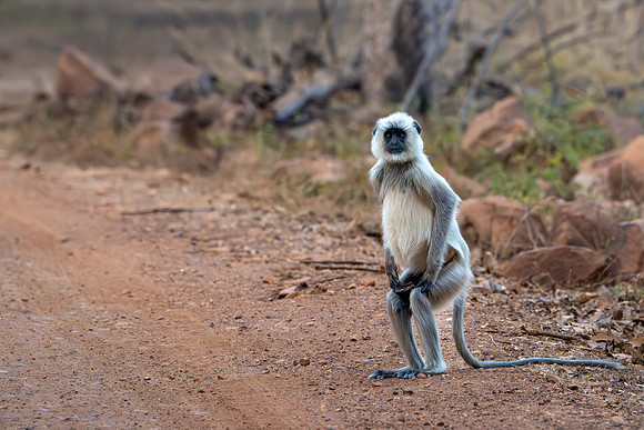 Langur Monkeys -1