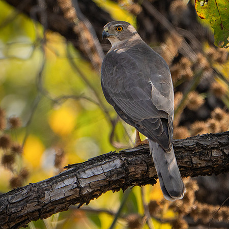 Shikra