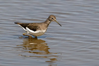 Green Sandpiper 120825-1