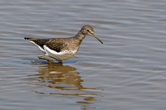 Green Sandpiper 120825-1