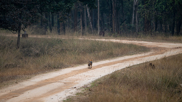 Golden Jackall -1