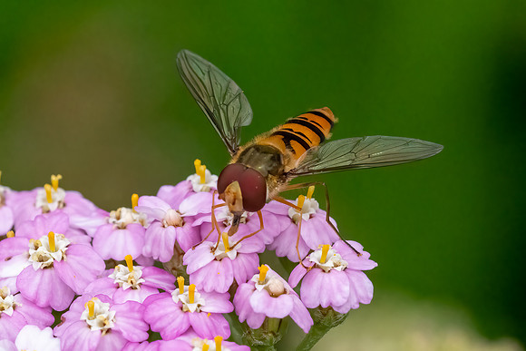 Hoverfly 230622 -3
