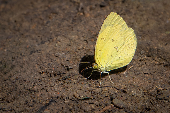 Common Grass Yellow Butterfly