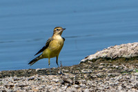 Yellow Wagtail 120825-2